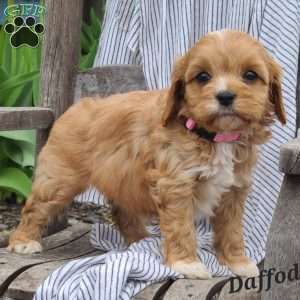 Daffodil, Cavapoo Puppy
