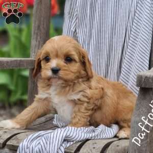 Daffodil, Cavapoo Puppy