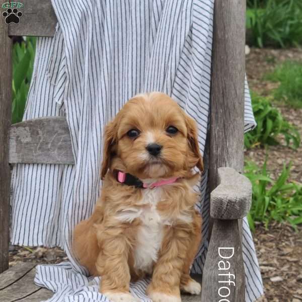 Daffodil, Cavapoo Puppy