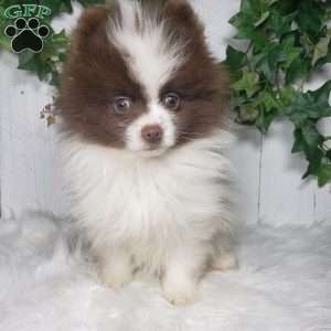 Leo, Pomeranian Puppy