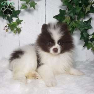 Leo, Pomeranian Puppy