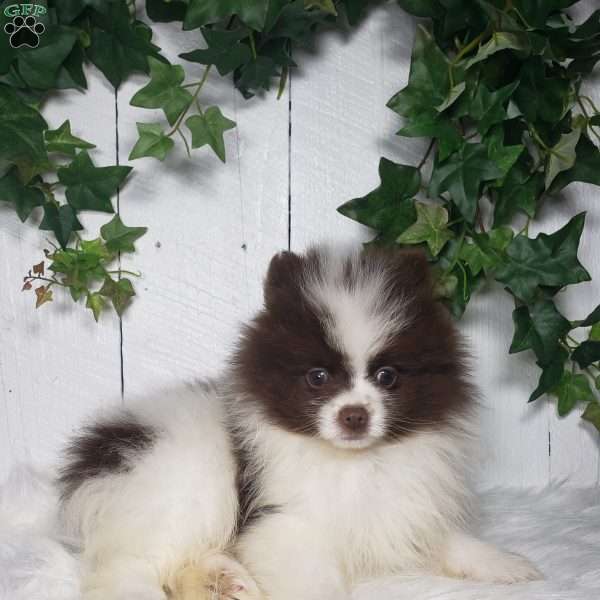 Leo, Pomeranian Puppy