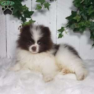 Leo, Pomeranian Puppy