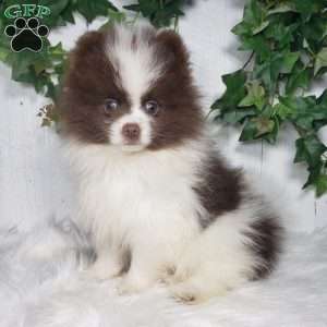 Leo, Pomeranian Puppy