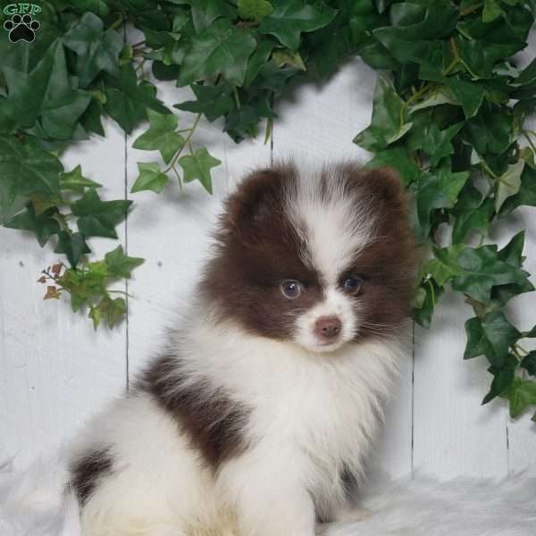 Leo, Pomeranian Puppy