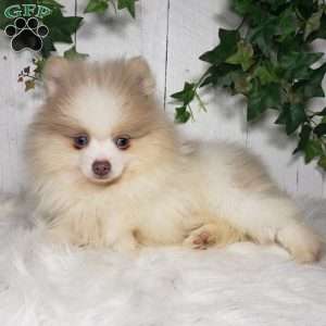 Tucker, Pomeranian Puppy