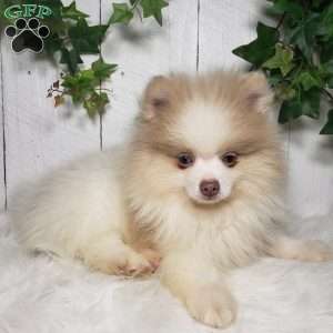 Tucker, Pomeranian Puppy