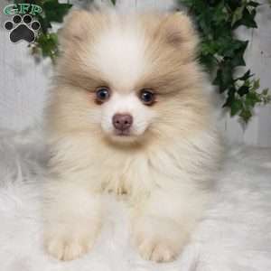 Tucker, Pomeranian Puppy