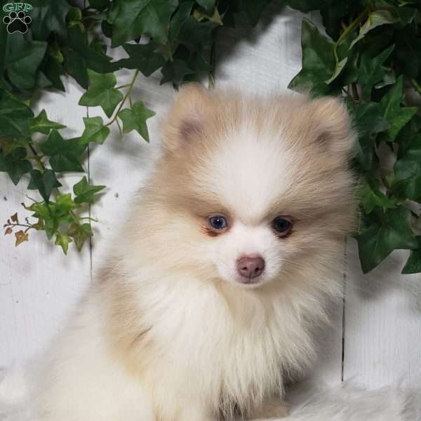 Tucker, Pomeranian Puppy