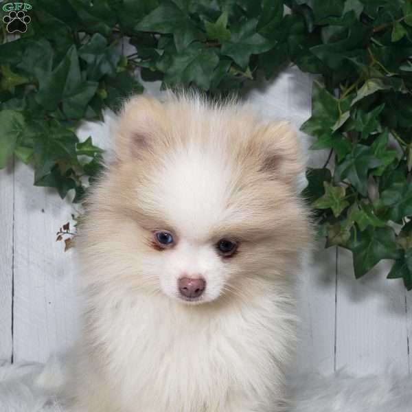 Tucker, Pomeranian Puppy