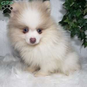 Tucker, Pomeranian Puppy