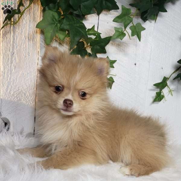 Maya, Pomeranian Puppy