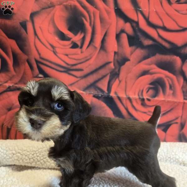 Summer, Miniature Schnauzer Puppy