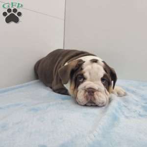 Ed, English Bulldog Puppy