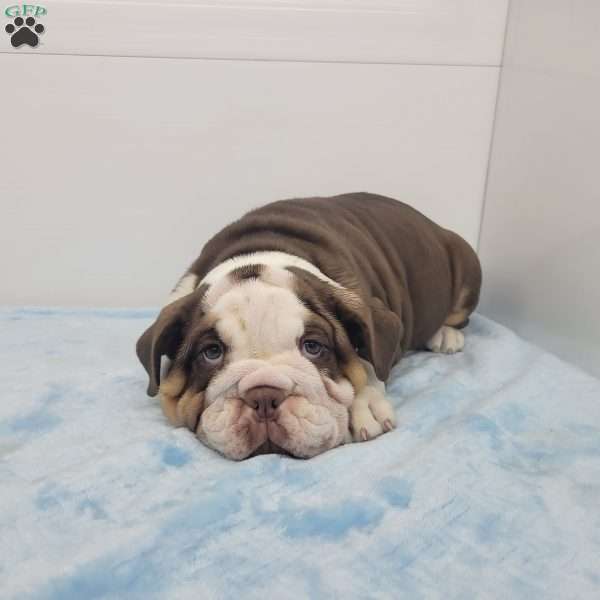 Ed, English Bulldog Puppy