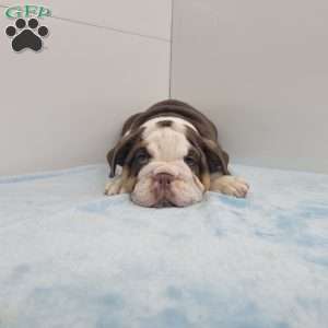 Ed, English Bulldog Puppy