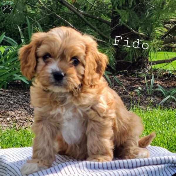 Fido, Cavapoo Puppy
