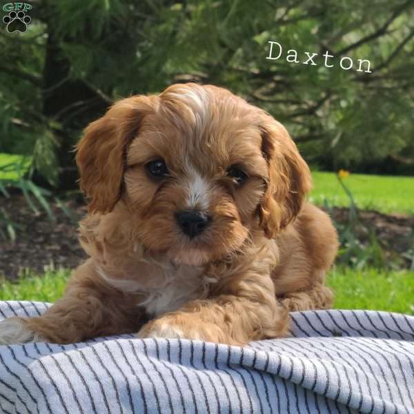 Daxton, Cavapoo Puppy