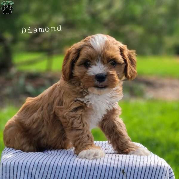 Diamond, Cavapoo Puppy