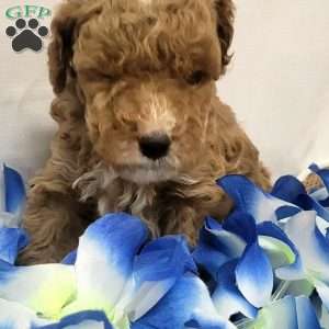 Romeo, Cavapoo Puppy