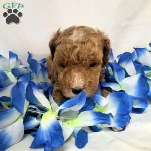 Romeo, Cavapoo Puppy