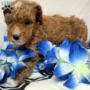 Romeo, Cavapoo Puppy