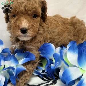 Romeo, Cavapoo Puppy