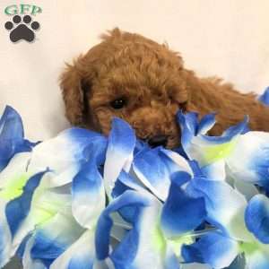 Milo, Cavapoo Puppy