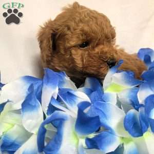 Milo, Cavapoo Puppy