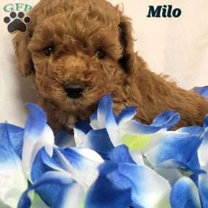 Milo, Cavapoo Puppy