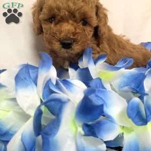 Milo, Cavapoo Puppy
