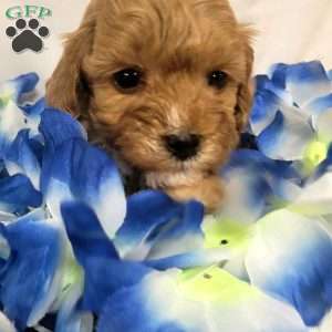 Willow, Cavapoo Puppy