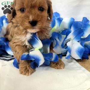 Willow, Cavapoo Puppy