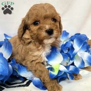 Willow, Cavapoo Puppy