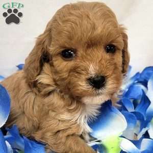Willow, Cavapoo Puppy