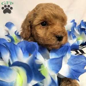 Aspen, Cavapoo Puppy