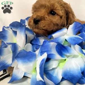 Aspen, Cavapoo Puppy