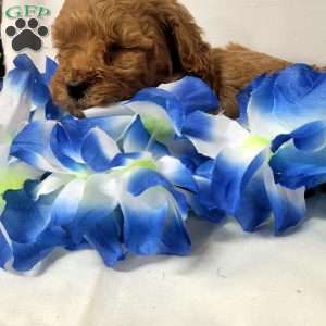 Aspen, Cavapoo Puppy