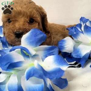 Aspen, Cavapoo Puppy
