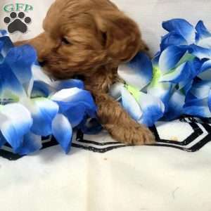 Maple, Cavapoo Puppy