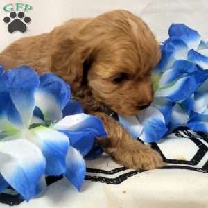 Maple, Cavapoo Puppy