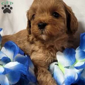 Maple, Cavapoo Puppy