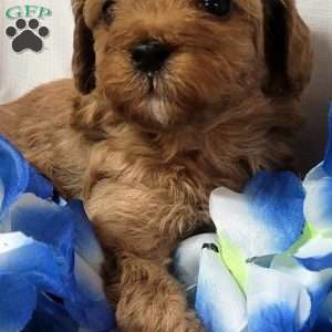 Maple, Cavapoo Puppy