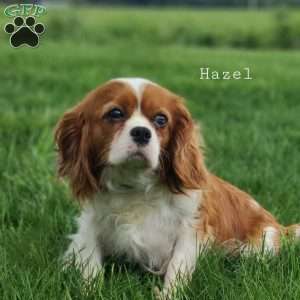 Daffodil, Cavapoo Puppy