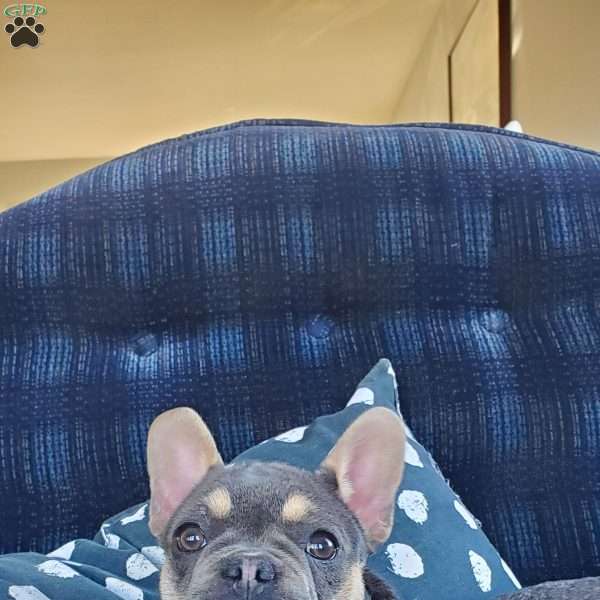 Willow, French Bulldog Puppy