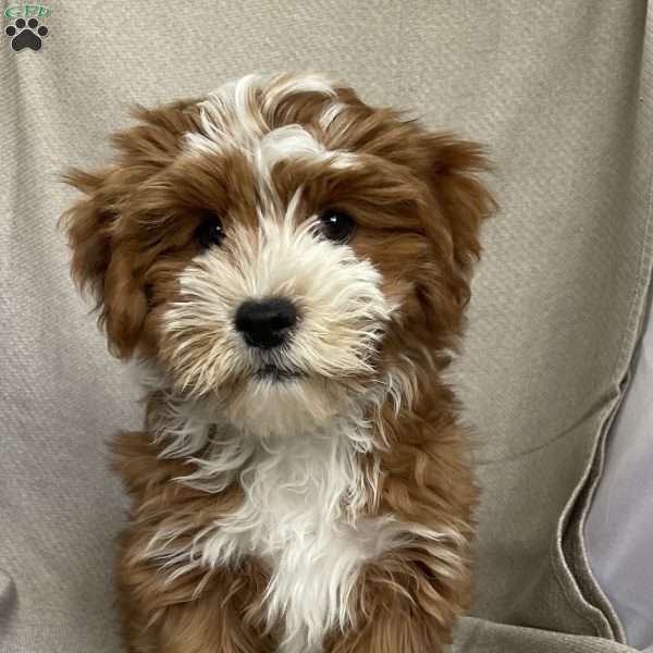 Buster, Havanese Puppy