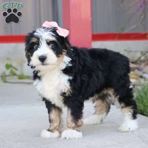 Elsa, Mini Bernedoodle Puppy