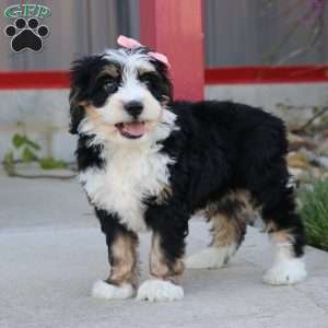 Elsa, Mini Bernedoodle Puppy