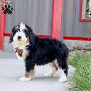 Earl, Mini Bernedoodle Puppy