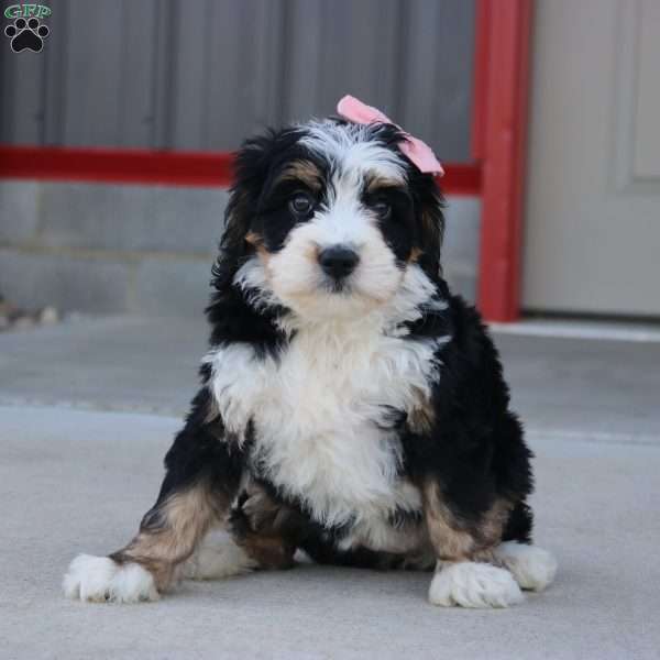 Elsa, Mini Bernedoodle Puppy